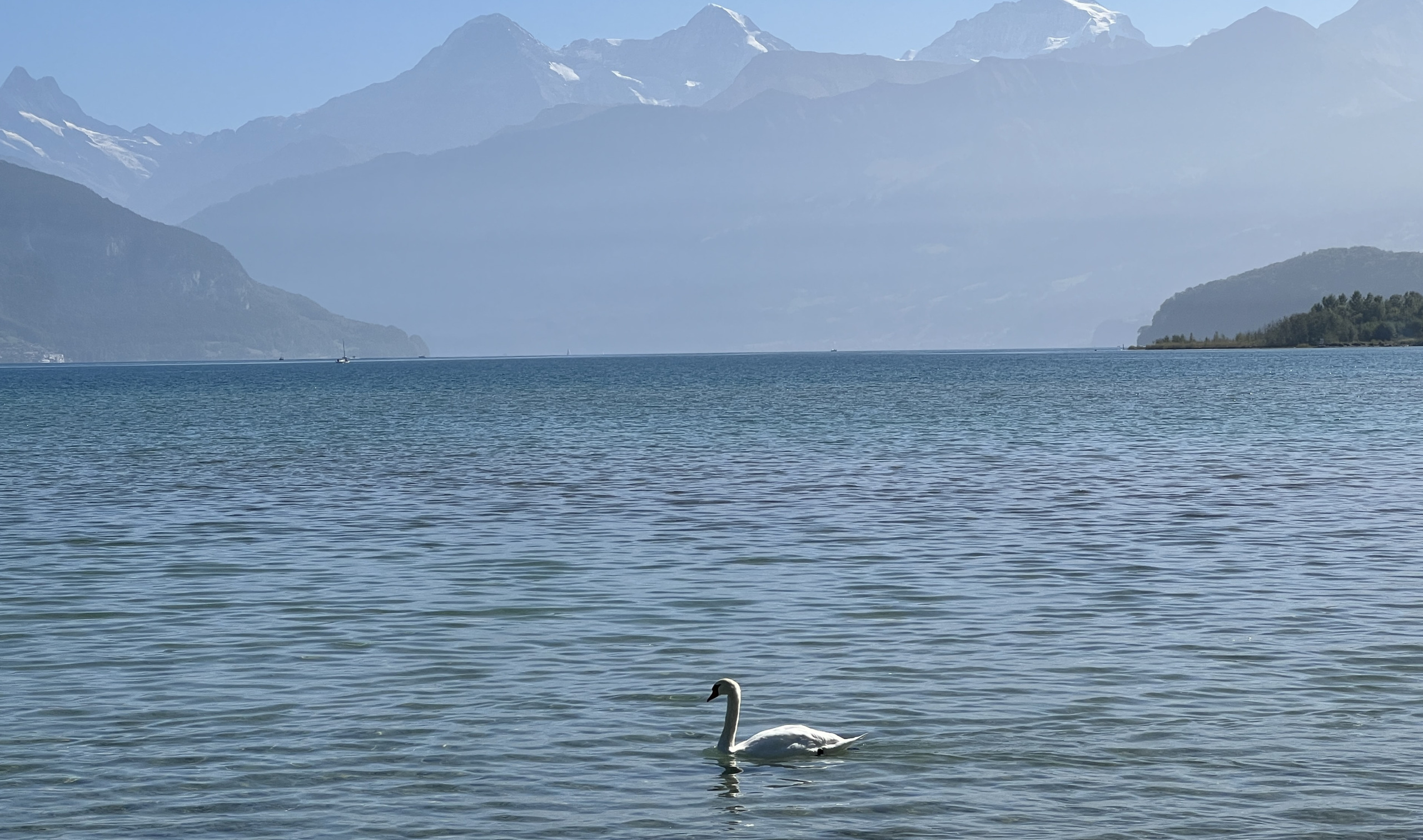 Wachstums-Wochenstart 709: Schwan im Thuner See