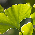 Ginkoblatt - GRL Editorial 0326