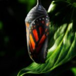 Kokon einer Raupe - GRL Editorial 0426